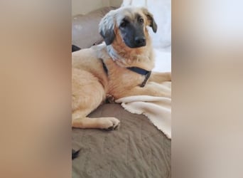 Murna, a.d.Tierschutz, sucht Happy-Home