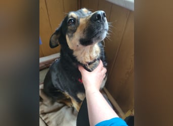 Lina, a.d.Tierschutz, sanft und liebevoll