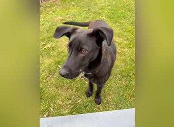 Aron, a.d.Tierschutz, sucht Happy-Home