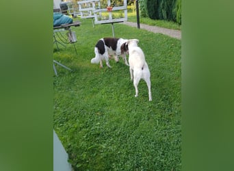 Wonky, benötigt ein neues Zuhause