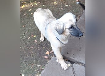 Murna, a.d.Tierschutz, sucht Happy-Home