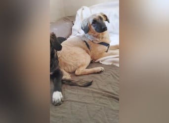 Murna, a.d.Tierschutz, sucht Happy-Home