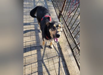 Lina, a.d.Tierschutz, sanft und liebevoll