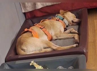 Spike, a.d.Tierschutz, sucht Happy-Home