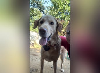 Spike, a.d.Tierschutz, sucht Happy-Home