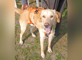 Spike, a.d.Tierschutz, sucht Happy-Home