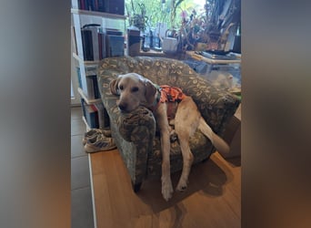 Spike, a.d.Tierschutz, sucht Happy-Home