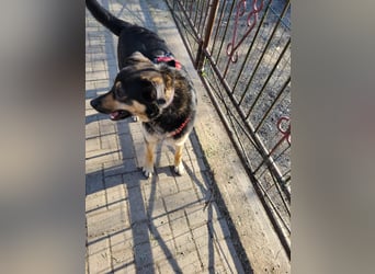 Lina, a.d.Tierschutz, sanft und liebevoll