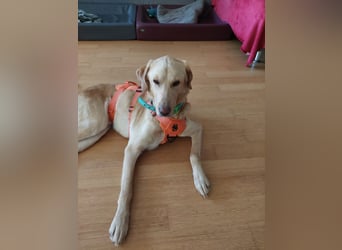 Spike, a.d.Tierschutz, sucht Happy-Home
