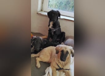 Murna, a.d.Tierschutz, sucht Happy-Home
