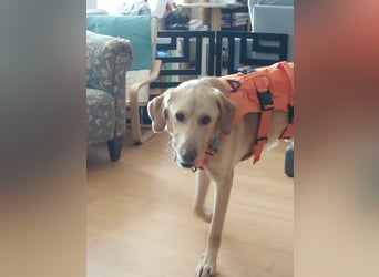 Spike, a.d.Tierschutz, sucht Happy-Home