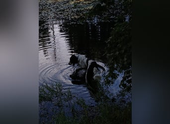 Wonky, benötigt ein neues Zuhause