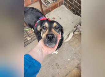 Lina, a.d.Tierschutz, sanft und liebevoll