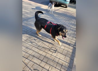 Lina, a.d.Tierschutz, sanft und liebevoll