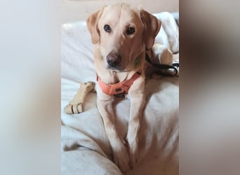 Spike, a.d.Tierschutz, sucht Happy-Home