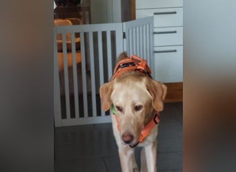 Spike, a.d.Tierschutz, sucht Happy-Home