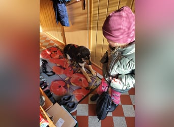 Lina, a.d.Tierschutz, sanft und liebevoll