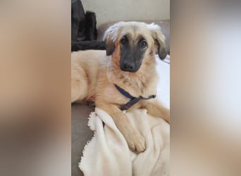 Murna, a.d.Tierschutz, sucht Happy-Home