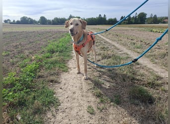 Spike, a.d.Tierschutz, sucht Happy-Home