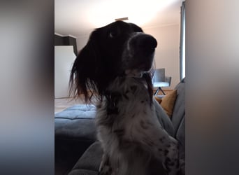 Wonky, benötigt ein neues Zuhause