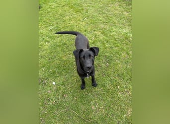 Aron, a.d.Tierschutz, sucht Happy-Home