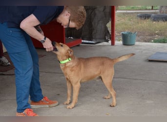 Charmanter Cserje sucht seine Menschen