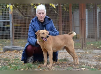 Charmanter Cserje sucht seine Menschen