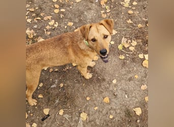 Charmanter Cserje sucht seine Menschen