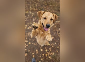 Charmanter Cserje sucht seine Menschen