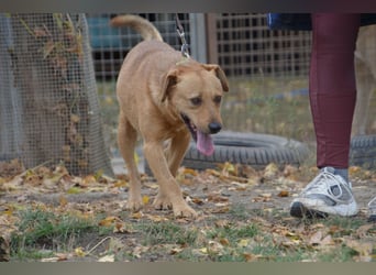 Charmanter Cserje sucht seine Menschen