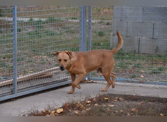 Charmanter Cserje sucht seine Menschen