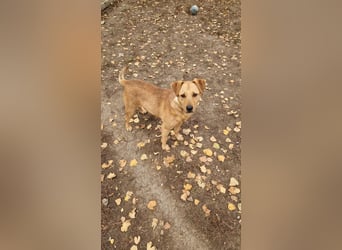 Charmanter Cserje sucht seine Menschen