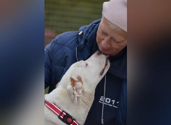Sonnenschein Stella sucht ihre Menschen