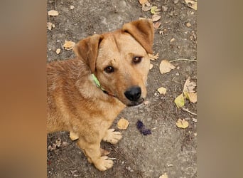 Charmanter Cserje sucht seine Menschen