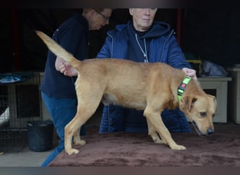 Charmanter Cserje sucht seine Menschen