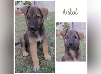Nikol