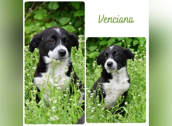 Venciana
