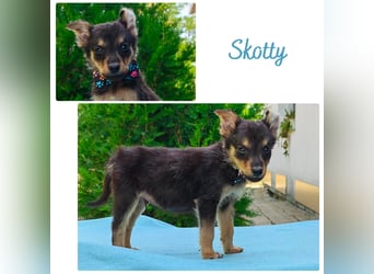 Skotty