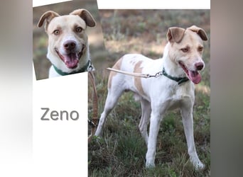 Zeno