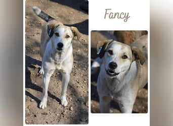 Fancy