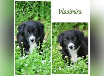 Vladimira