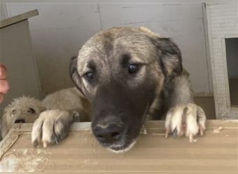 Monroe - souveräner Herzenshund