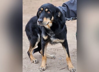 Mako - Vom Kuschelhund zurück ins Schneckenhaus