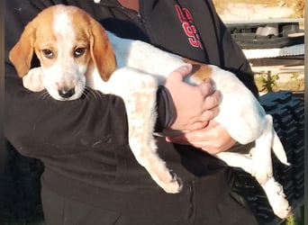 Tea - ein wahrer Sonnenschein