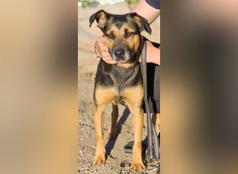 Lila - Powerhündin sucht sportliche Menschen