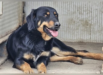 Mako - Vom Kuschelhund zurück ins Schneckenhaus