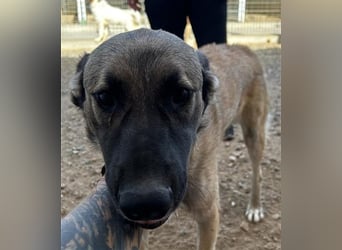 Monroe - souveräner Herzenshund