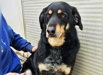 Mako - Vom Kuschelhund zurück ins Schneckenhaus