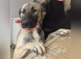 Monroe - souveräner Herzenshund