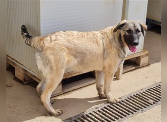 Monroe - souveräner Herzenshund